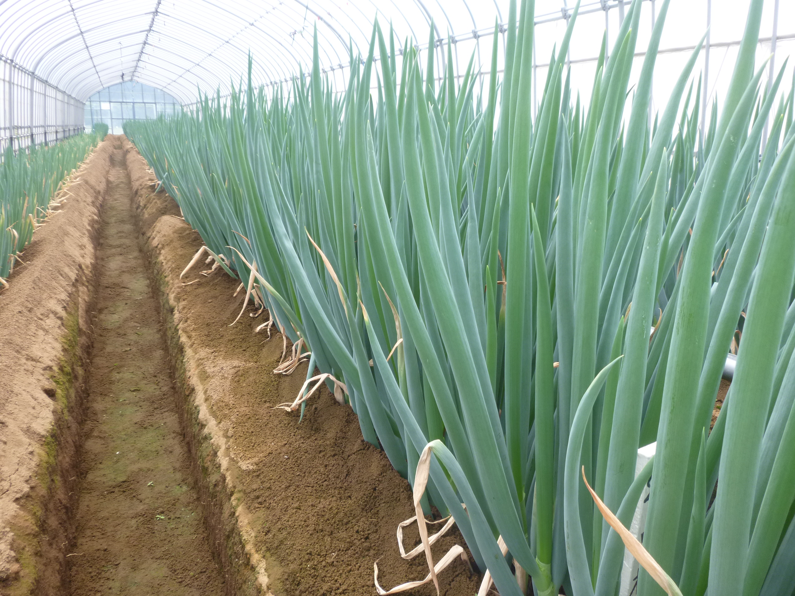 無加温ハウスを利用した夏ネギ栽培法 千葉県農業共済組合 Nosai千葉